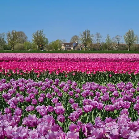 511 Op Recreatiepark De Wielen Domek alpejski