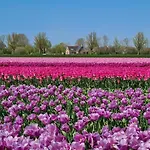 511 Op Recreatiepark De Wielen Chalet